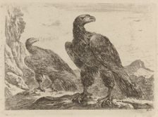 Two Eagles, Both with Heads Turned to the Right. Creator: Stefano della Bella