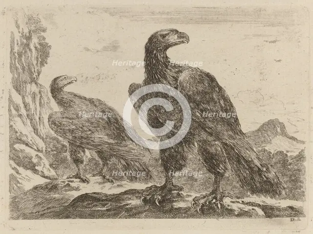 Two Eagles, Both with Heads Turned to the Right. Creator: Stefano della Bella.
