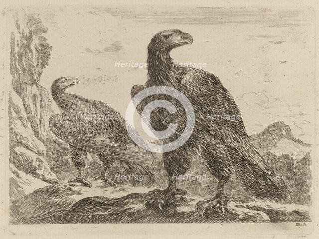 Two Eagles, Both with Heads Turned to the Right. Creator: Stefano della Bella.