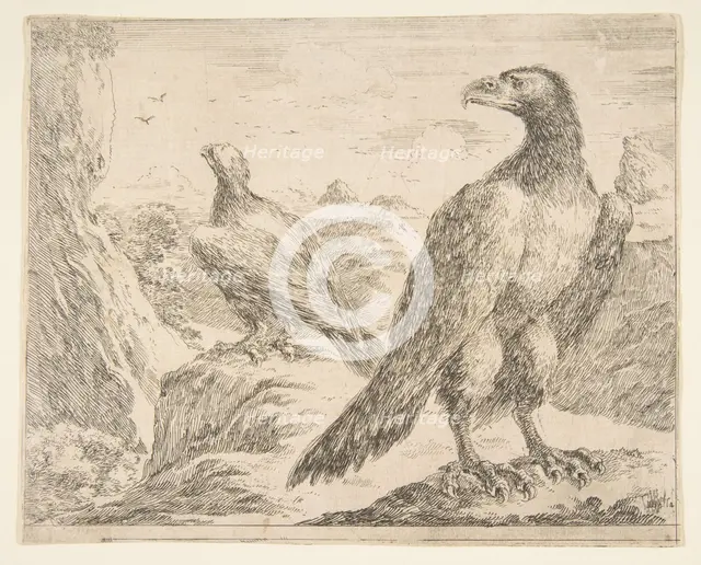 Two eagles, from 'Eagles' (Les aigles), ca. 1651. Creator: Stefano della Bella.