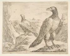 Two eagles, from Eagles (Les aigles), ca. 1651. Creator: Stefano della Bella
