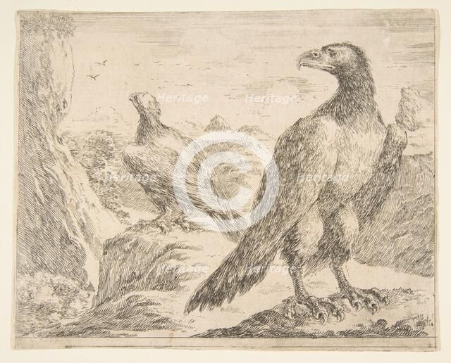 Two eagles, from 'Eagles' (Les aigles), ca. 1651. Creator: Stefano della Bella.