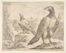 Two eagles, from Eagles (Les aigles), ca. 1651. Creator: Stefano della Bella