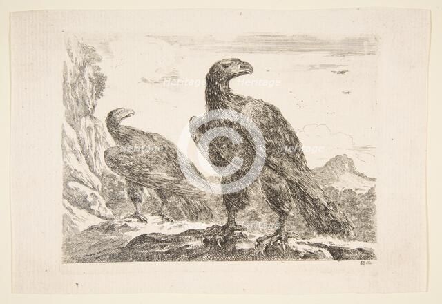 Two eagles, from 'Eagles' (Les aigles), ca. 1651. Creator: Stefano della Bella.