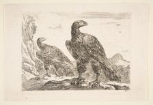 Two eagles, from Eagles (Les aigles), ca. 1651. Creator: Stefano della Bella