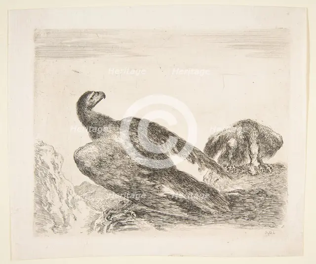 Two eagles, one with prey, from 'Eagles' (Les aigles), ca. 1651. Creator: Stefano della Bella.