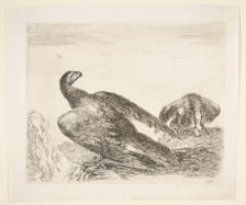 Two eagles, one with prey, from Eagles (Les aigles), ca. 1651. Creator: Stefano della Bella
