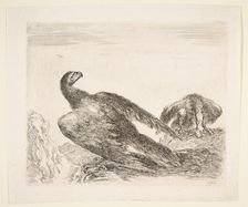 Two eagles, one with prey, from Eagles (Les aigles), ca. 1651. Creator: Stefano della Bella