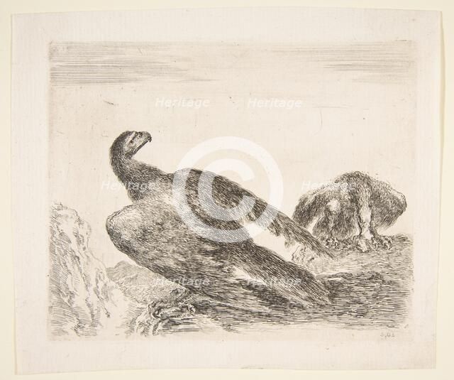 Two eagles, one with prey, from 'Eagles' (Les aigles), ca. 1651. Creator: Stefano della Bella.