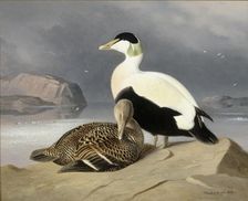 Two Eiders, 1867. Creator: Ferdinand von Wright