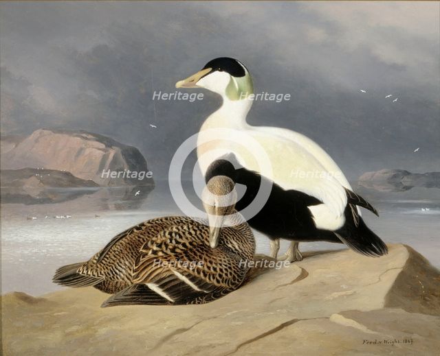 Two Eiders, 1867. Creator: Ferdinand von Wright.