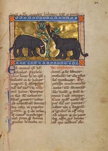 Two Elephants; Bestiary, about 1270. Creator: Unknown