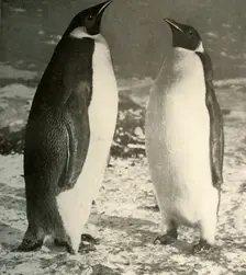 Two Emperor Penguins c1908, (1909)