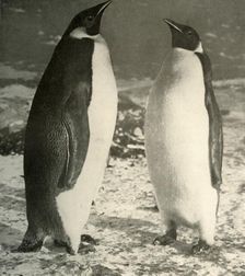 Two Emperor Penguins c1908, (1909)