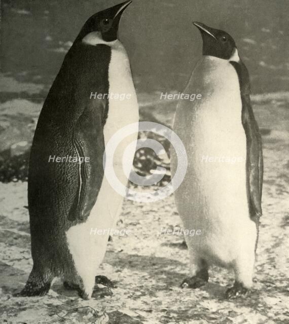 'Two Emperor Penguins', c1908, (1909).  Artist: Unknown.