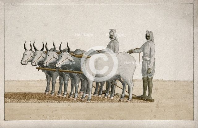 Two farmers using oxen to plough the land, (between 1800 and 1899?). Creator: Unknown.