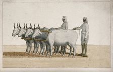 Two farmers using oxen to plough the land, (between 1800 and 1899?). Creator: Unknown