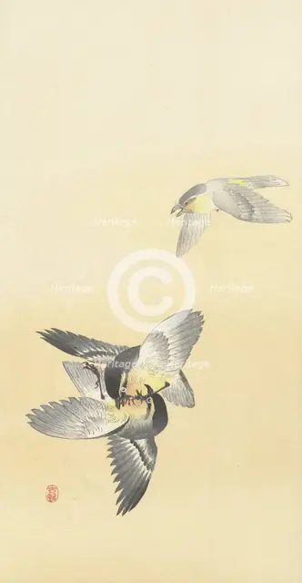 Two fighting birds. Creator: Ohara, Koson (1877-1945).