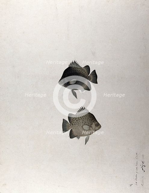 Two fish, 1783. Creator: Bhawani Das.