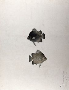 Two fish, 1783. Creator: Bhawani Das