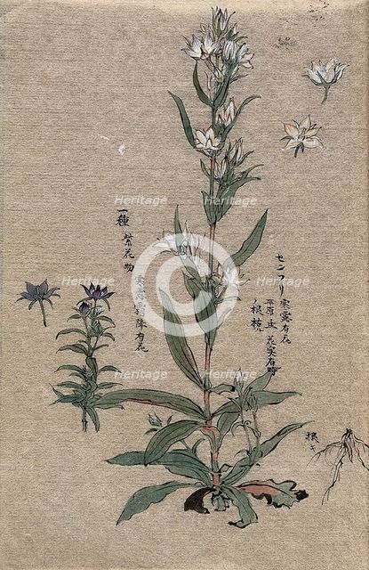Two flowering plants. Creator: Unknown.