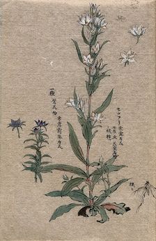 Two flowering plants. Creator: Unknown