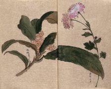 Two flowering plants, possibly a chrysanthemum and loquat (Eriobotrya japonica). Creator: Unknown