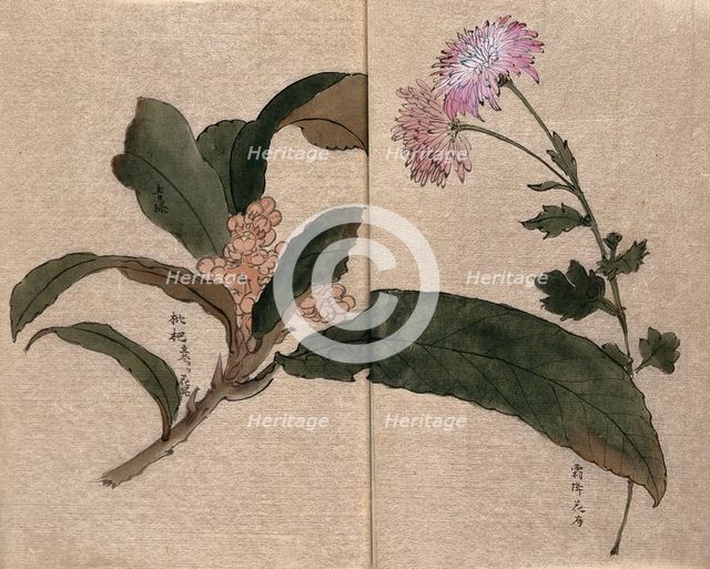 Two flowering plants, possibly a chrysanthemum and loquat (Eriobotrya japonica). Creator: Unknown.