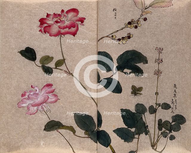 Two flowering roses (Rosa species) and two other unidentified plants. Creator: Unknown.