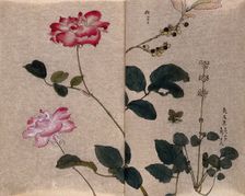 Two flowering roses (Rosa species) and two other unidentified plants. Creator: Unknown