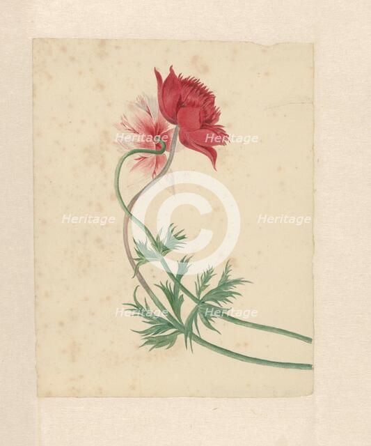 Two flowers, 1714-1760.  Creator: Michiel van Huysum.