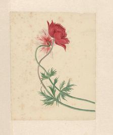 Two flowers, 1714-1760. Creator: Michiel van Huysum