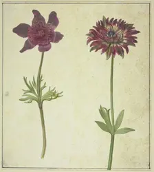 Two flowers, 17th century. Creator: Unknown