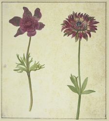 Two flowers, 17th century. Creator: Unknown