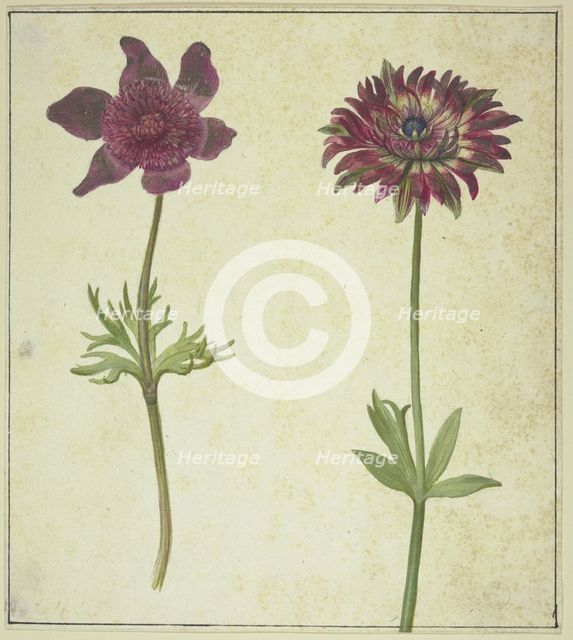 Two flowers, 17th century. Creator: Unknown.