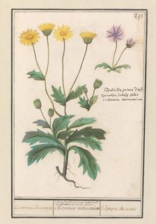 Two flowers from the composite family (Asteraceae), 1596-1610. Creators: Anselmus de Boodt, Elias Verhulst