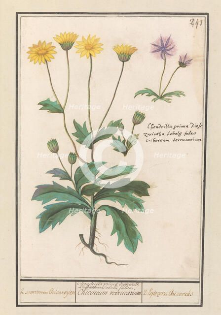 Two flowers from the composite family (Asteraceae), 1596-1610. Creators: Anselmus de Boodt, Elias Verhulst.