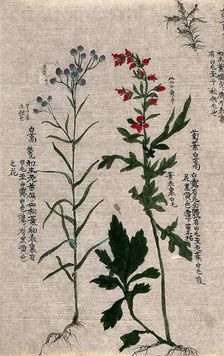 Two fruiting plants with conspicuous red and purple fruits and an outline of a third plant. Creator: Unknown