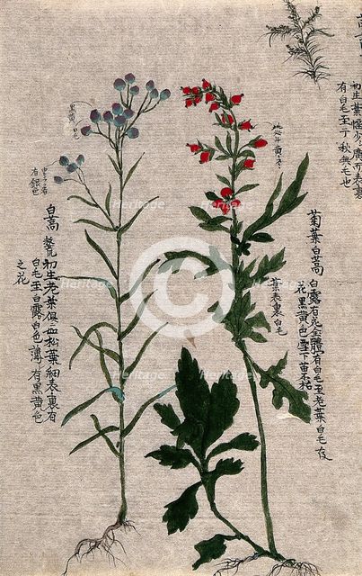 Two fruiting plants with conspicuous red and purple fruits and an outline of a third plant. Creator: Unknown.