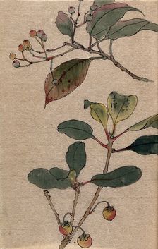 Two fruiting tree branches, possibly a Sorbus and Prunus species. Creator: Unknown