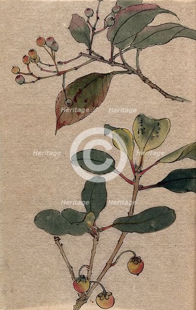 Two fruiting tree branches, possibly a Sorbus and Prunus species. Creator: Unknown.