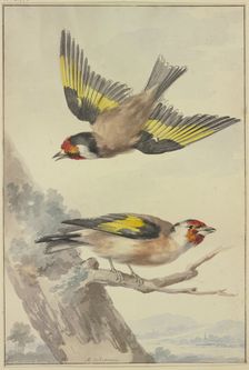 Two goldfinches, 18th century. Creator: Aert Schouman
