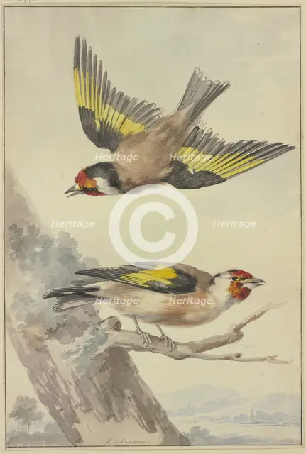 Two goldfinches, 18th century. Creator: Aert Schouman.