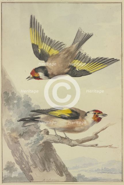 Two goldfinches, 18th century. Creator: Aert Schouman.