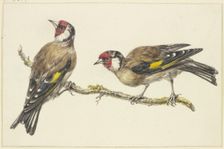 Two goldfinches, mid-late 18th century. Creator: J. H. van Loon