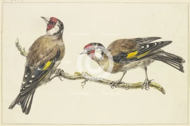 Two goldfinches, mid-late 18th century. Creator: J. H. van Loon.