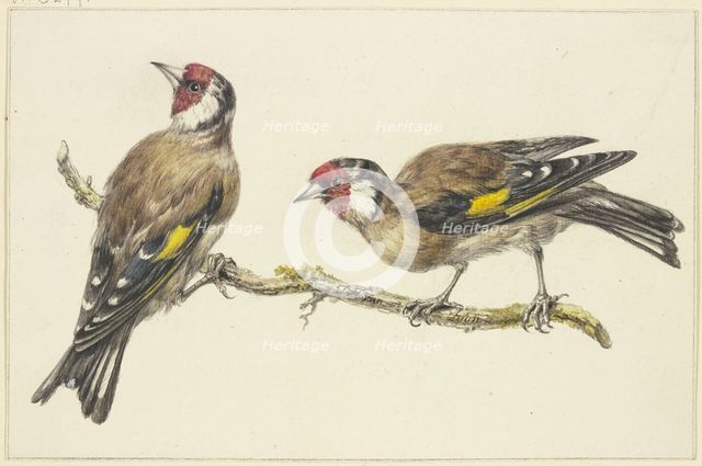 Two goldfinches, mid-late 18th century. Creator: J. H. van Loon.