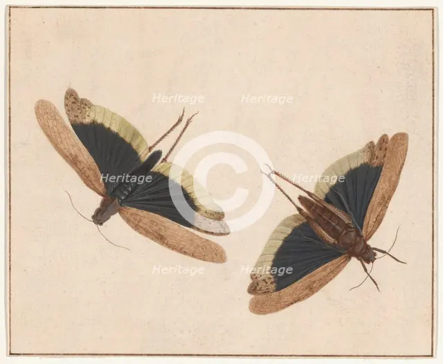 Two Grasshoppers, c. 1685. Creator: Herman Henstenburgh.
