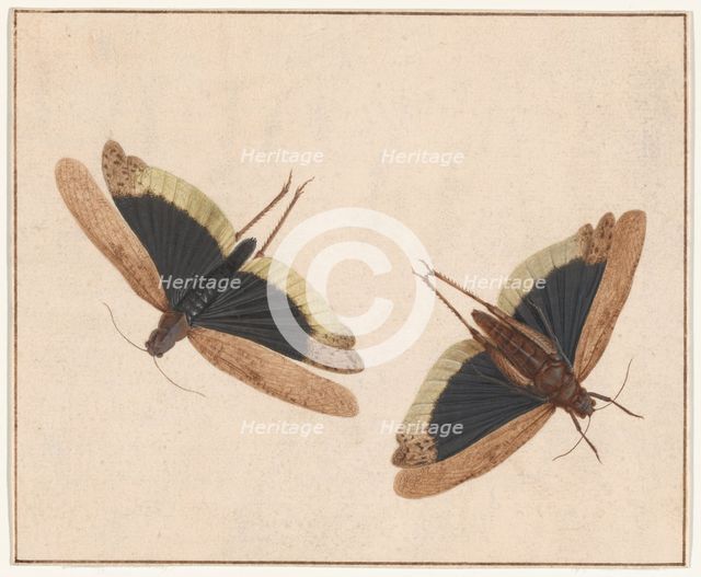 Two Grasshoppers, c. 1685. Creator: Herman Henstenburgh.
