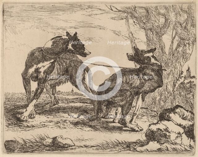 Two Greyhounds, Leashed and Facing Each Other, 1640. Creator: Jan Fyt.